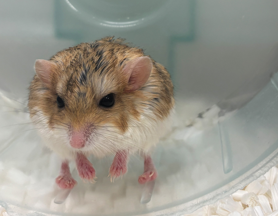 マカロニマウスのみみみ